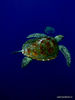 turtle2.jpg